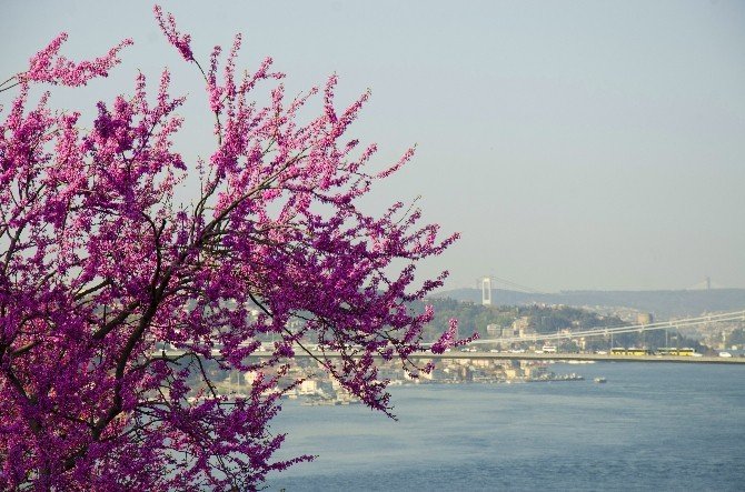 Fethipaşa Korusu’nda Renk Cümbüşü