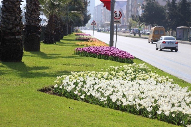 Samsun’da Laleler Açtı