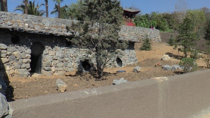 Türkiye’nin İlk Çizgili Sırtlanı Darıca’ya Gelecek