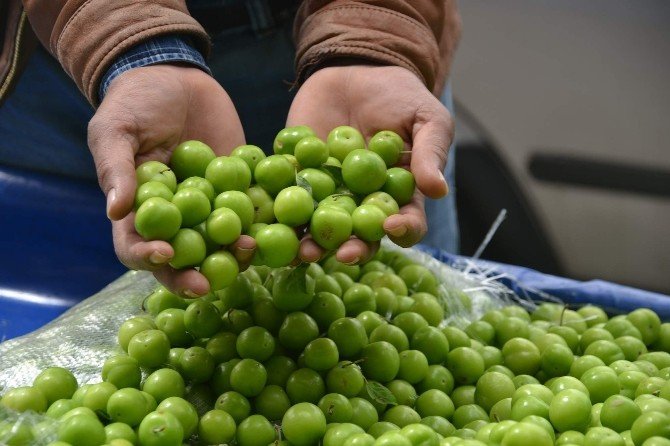 200 Tl’den Alıcı Bulan Erik, Kilosu 12 Tl’ye Düşünce Elde Kaldı