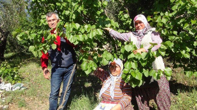 Kayısı Hasadı Mersin’de Başladı