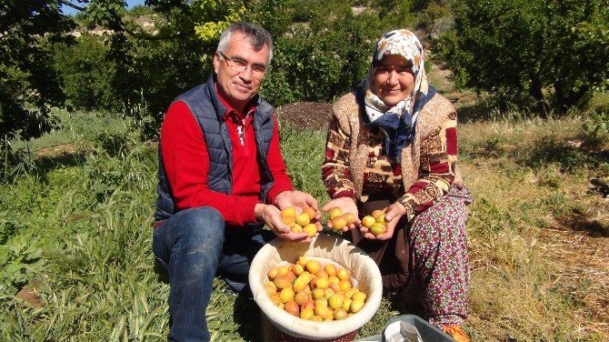 Kayısı Hasadı Mersin’de Başladı