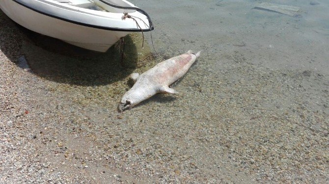 Nesli Tükenmekte Olan Fok Bodrum Kıyılarına Vurdu