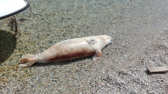 Nesli Tükenmekte Olan Fok Bodrum Kıyılarına Vurdu