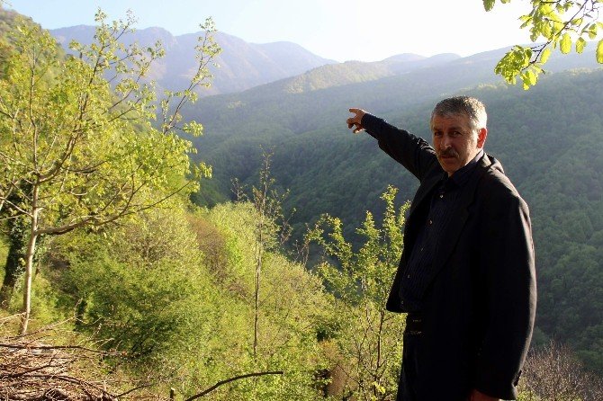 Uludağ’da Katil Arı Tehdidi