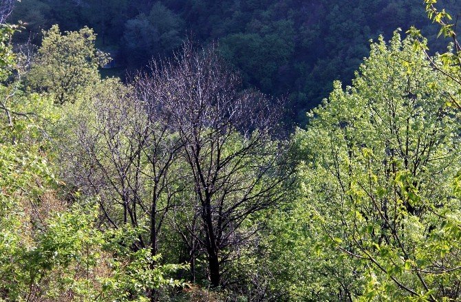 Uludağ’da Katil Arı Tehdidi