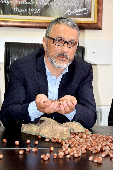Giresun Ziraat Odası Fındık Fiyatına Tepkisi Sürüyor