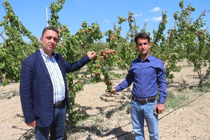 Mersin’de Erkenci Kayısı Hasadı 15 Gün Önce Başladı
