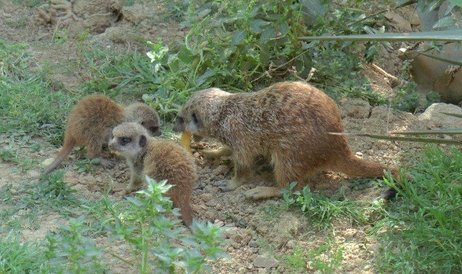 Yavru Mirketler Hayvanat Bahçesinin Yeni Gözdesi