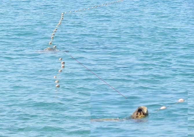 Kaçak Ağa Takılan Caretta Caretta’nın Yaşam Mücadelesi
