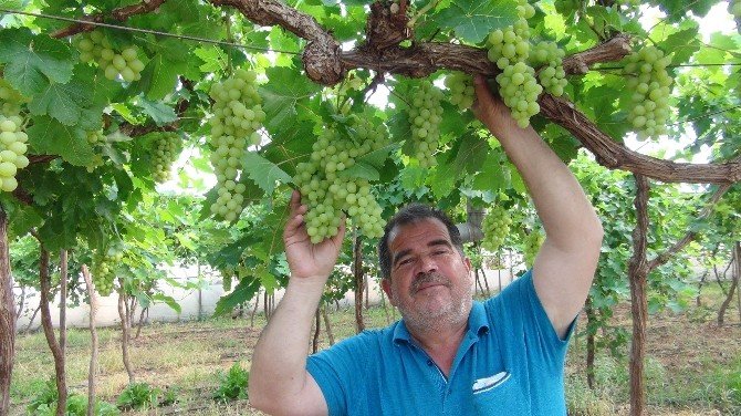 Üzüm Hasadı Mersin’de Başladı