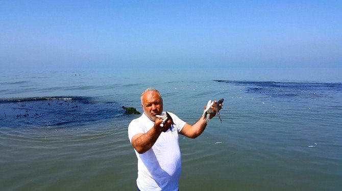 Mersin’de Sahile Binlerce Ölü Balık Vurdu