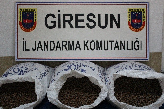 Fındık Hırsızları Jandarmadan Kaçamadı