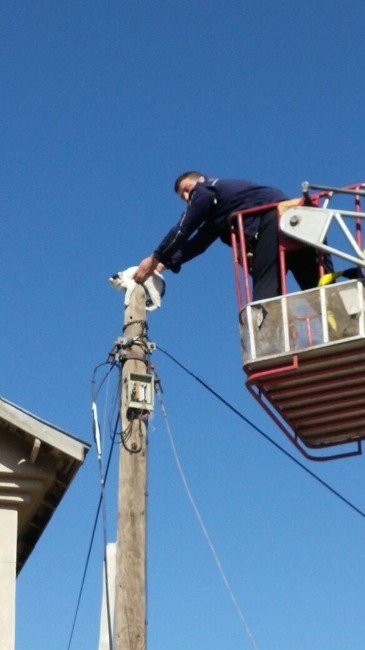 Telefon Direğinde Mahsur Kalan Kediyi İtfaiye Kurtardı