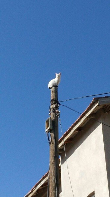 Telefon Direğinde Mahsur Kalan Kediyi İtfaiye Kurtardı