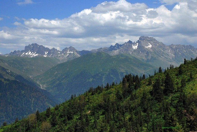 Doğu Karadeniz’de 600 Bitki Tehlike Altında