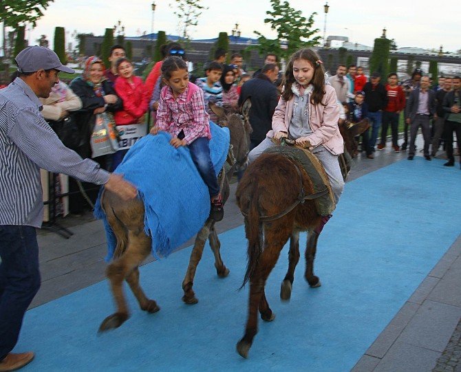 Çocuklar Eşeğe Ters Binerek Yarıştı