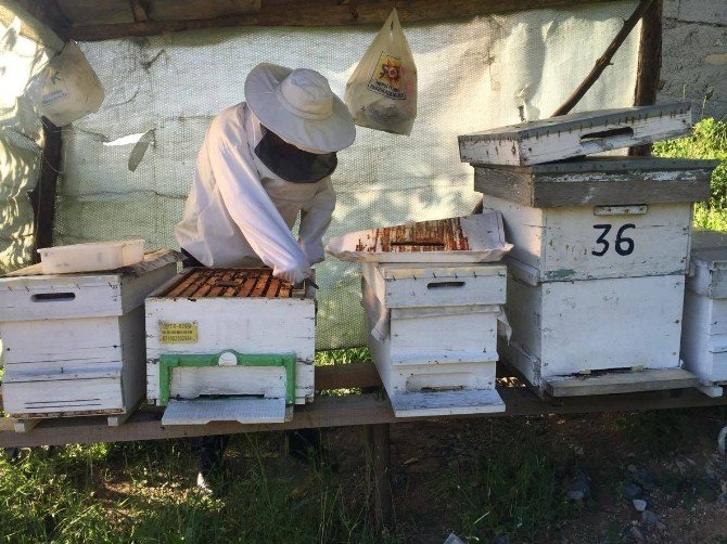 Arıcılar, Bal Sezonuna Hazırlanıyor