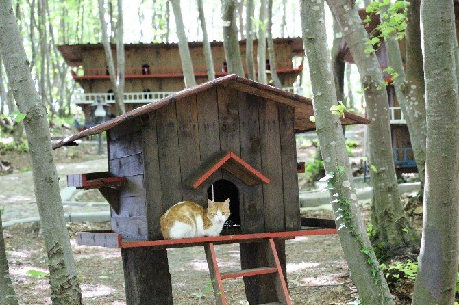 Samsun’da ’Kedi Kasabası’