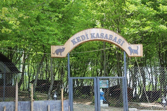 Samsun’da ’Kedi Kasabası’