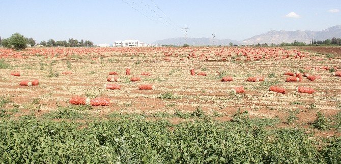 Tarlada Kalan Soğana Bekçi Tuttu