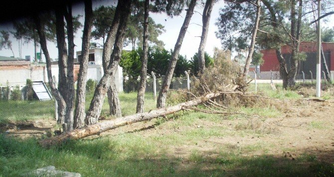 Düğün Salonu İçin Ağaçların Kesildiği İddiası