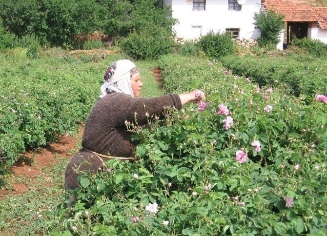Gülde 8 Bin Ton Rekolte Beklentisi