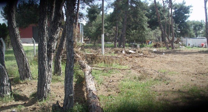 Düğün Salonu İçin Ağaçların Kesildiği İddiası