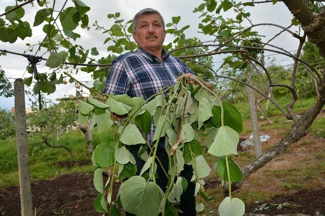 Ordu’da Rüzgar Yıktı Geçti