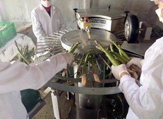Sarıcaya’dan İlk Kuşkonmaz İhracatını Hollanda’ya Yapıldı