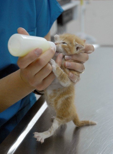 Evcil Hayvanlarda İlkbahar Hastalıklarına Dikkat