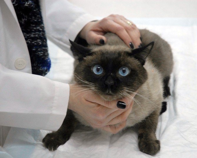 Evcil Hayvanlarda İlkbahar Hastalıklarına Dikkat