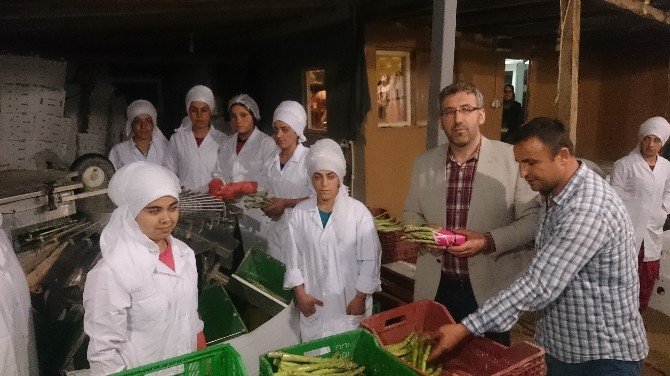 Sarıcaya’dan İlk Kuşkonmaz İhracatını Hollanda’ya Yapıldı