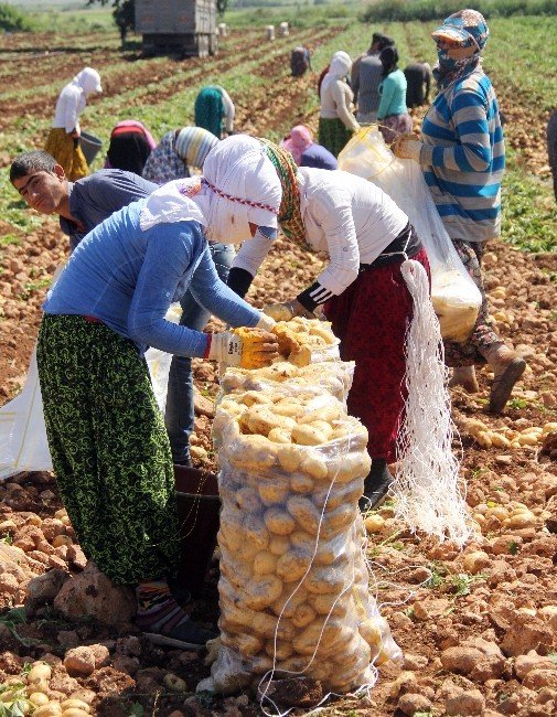Geçen Yıl Altın Olan Patates Bu Yıl Pul Oldu