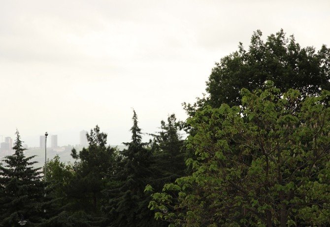 Polen Alerjisine Dikkat