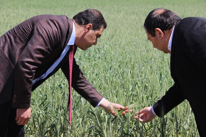 30 Bin Tl Hibe, 100 Bin Tl Kredi Projesi Çiftçinin Yüzünü Güldürdü