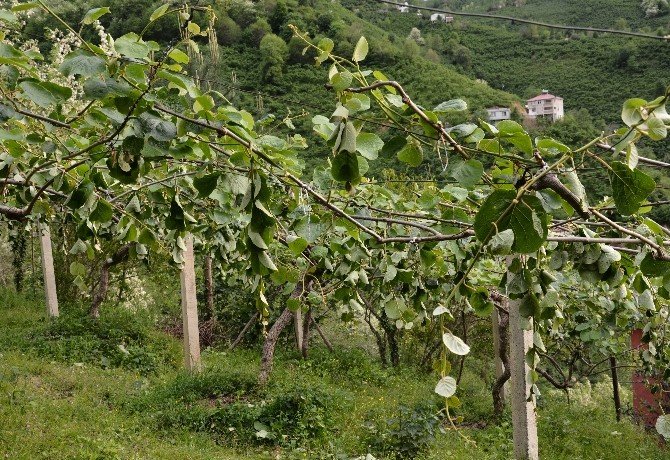 Fırtına Kiviyi Vurdu
