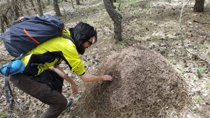 Kırmızı Karıncaların Yuvasına Elini Soktuğuna Pişman Oldu