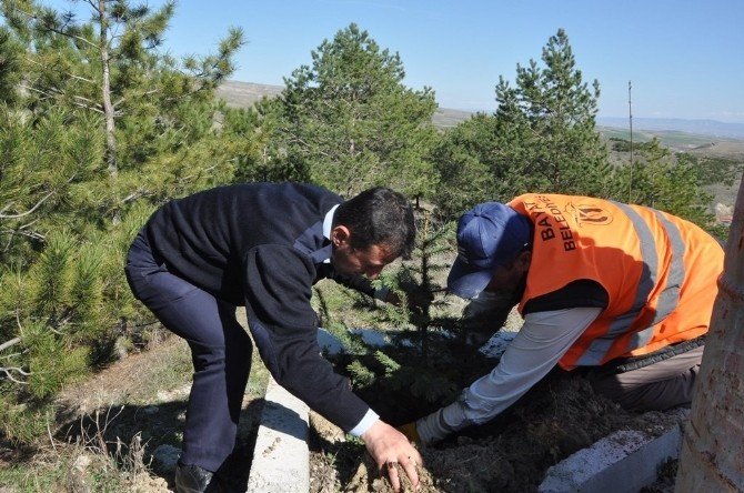 Bayat’ta 7 Bin Fidan Toprakla Buluşturuldu