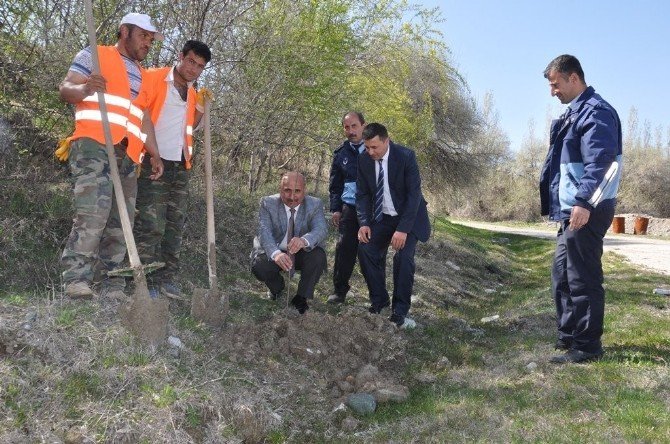 Bayat’ta 7 Bin Fidan Toprakla Buluşturuldu