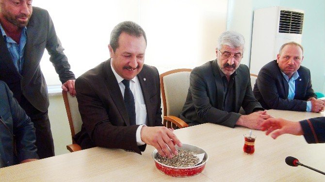 Şanlıurfa’da Yılın İlk Arpa Mahsulü Görücüye Çıktı