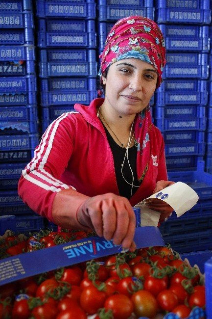 Antalya’da Erken Isınan Havayla Bollaşan Ürün Üreticiyi Zarar Ettirdi