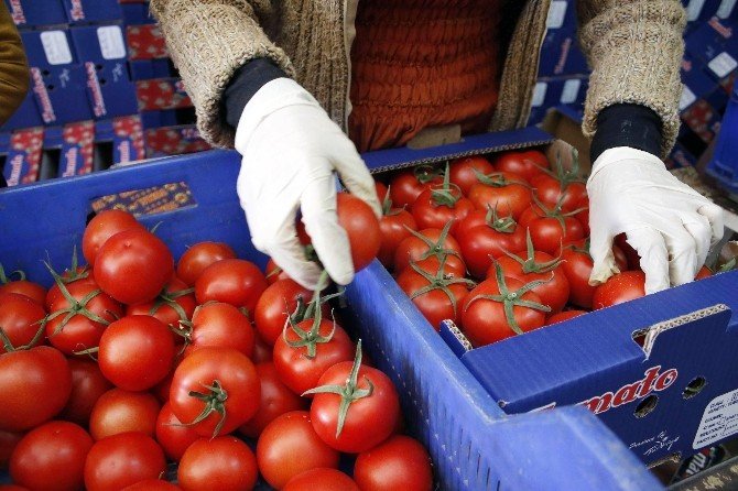Antalya’da Erken Isınan Havayla Bollaşan Ürün Üreticiyi Zarar Ettirdi