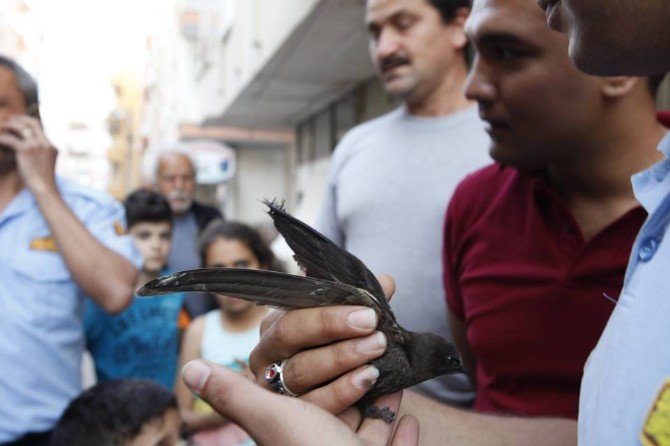 Balkonda Asılı Kalan Ebabil Kuşunu İtfaiye Ekipleri Kurtardı