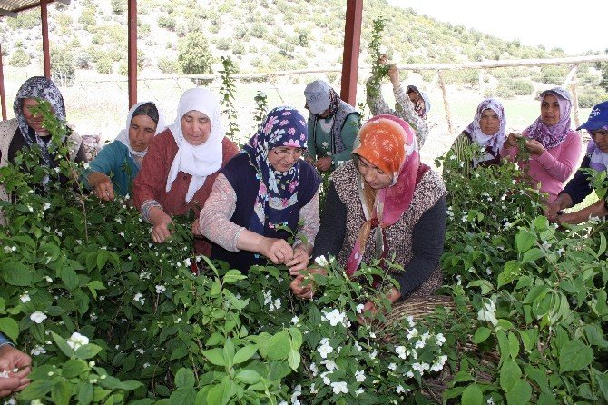 Kadın Çiftçiler Parfümeri Sektörüne El Attı