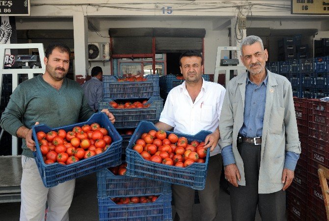 Kış Sezonunda 3,5 Liraya Kadar Satılan Domatesin Kilosu, İhracat Azalınca 50 Kuruşa Düştü