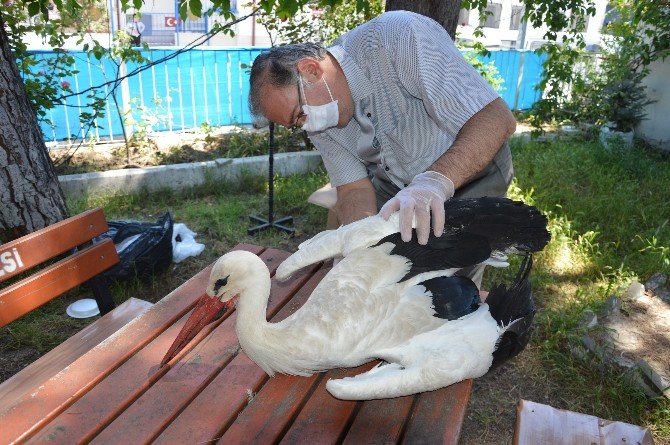 Tüfekle Vurulan Yaralı Leylek Tedaviye Alındı