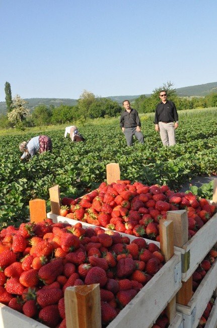 İnegöl Çiftçisinin Yüzü Çilek İle Gülecek