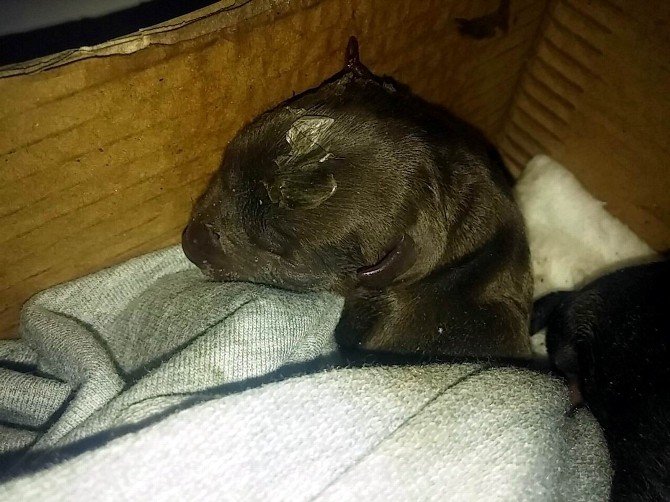 Kargaların Saldırısına Uğrayan Yavru Köpeğe Esnaf Sahip Çıktı