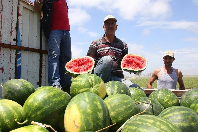 Adana’da Karpuz Hasadı Başladı